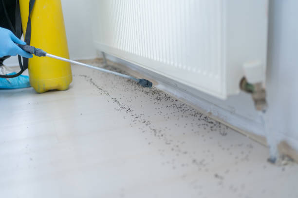 Best Rat Extermination Near Me  in Nicholls, GA